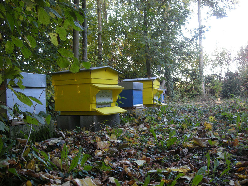 La ruche Brome Fierger